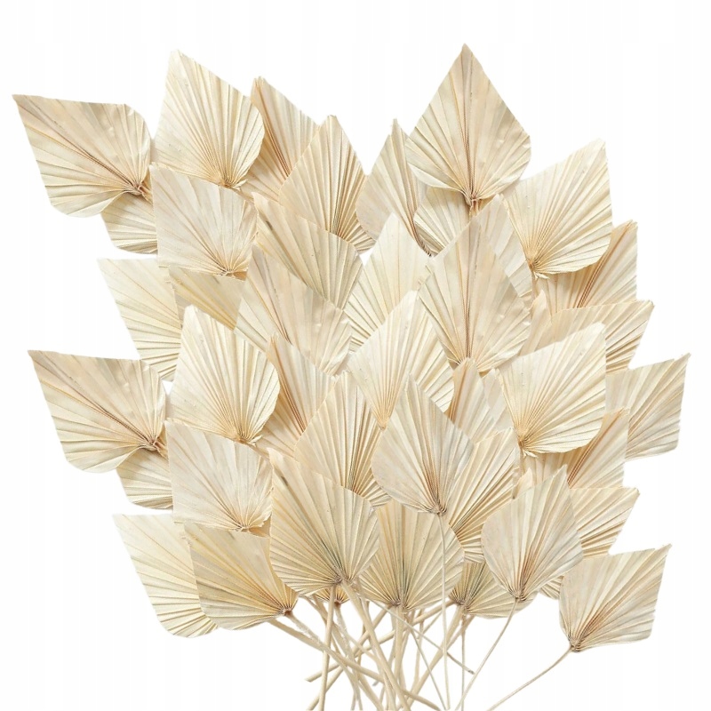 

Zestaw susz ozdobny naturalny strzałka palmowa