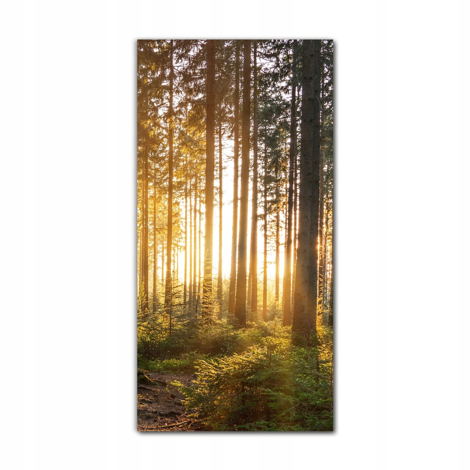 

Obraz na szkle do kuchni 70x140 Wschód słońca las