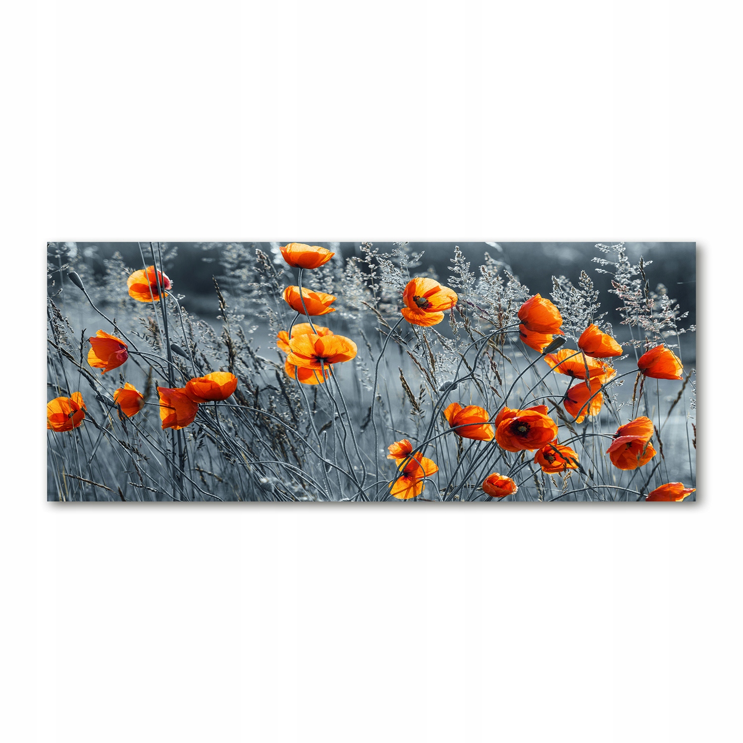 

Foto obraz akryl nowoczesny Polny mak 125x50 cm