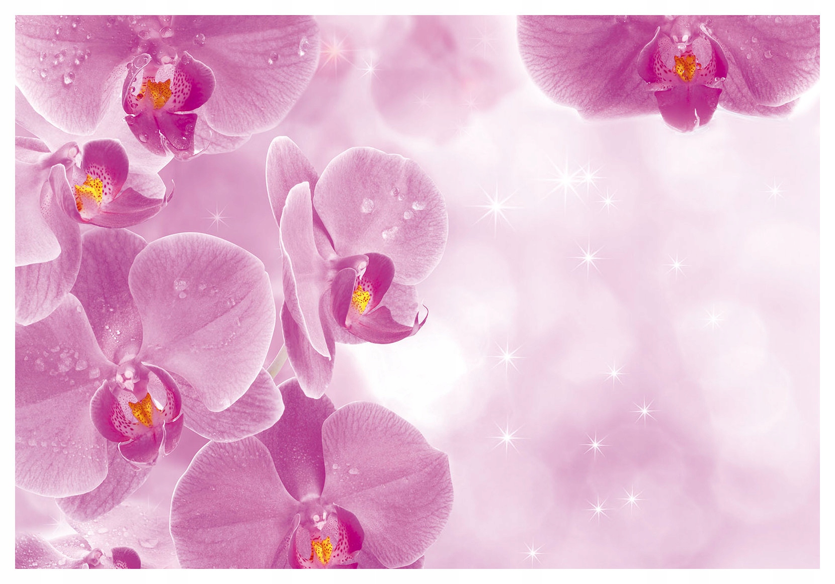 Fototapeta Růžové orchideje jemná zahrada na zdi 208x146 lepidlo