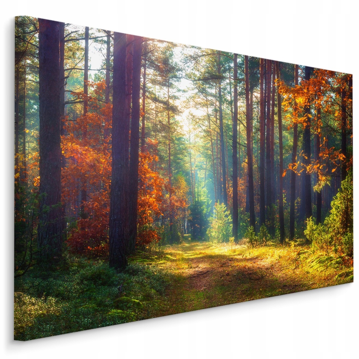 

Obraz Ścienny Las Drzewa Jesień Pejzaż 3D 70x50