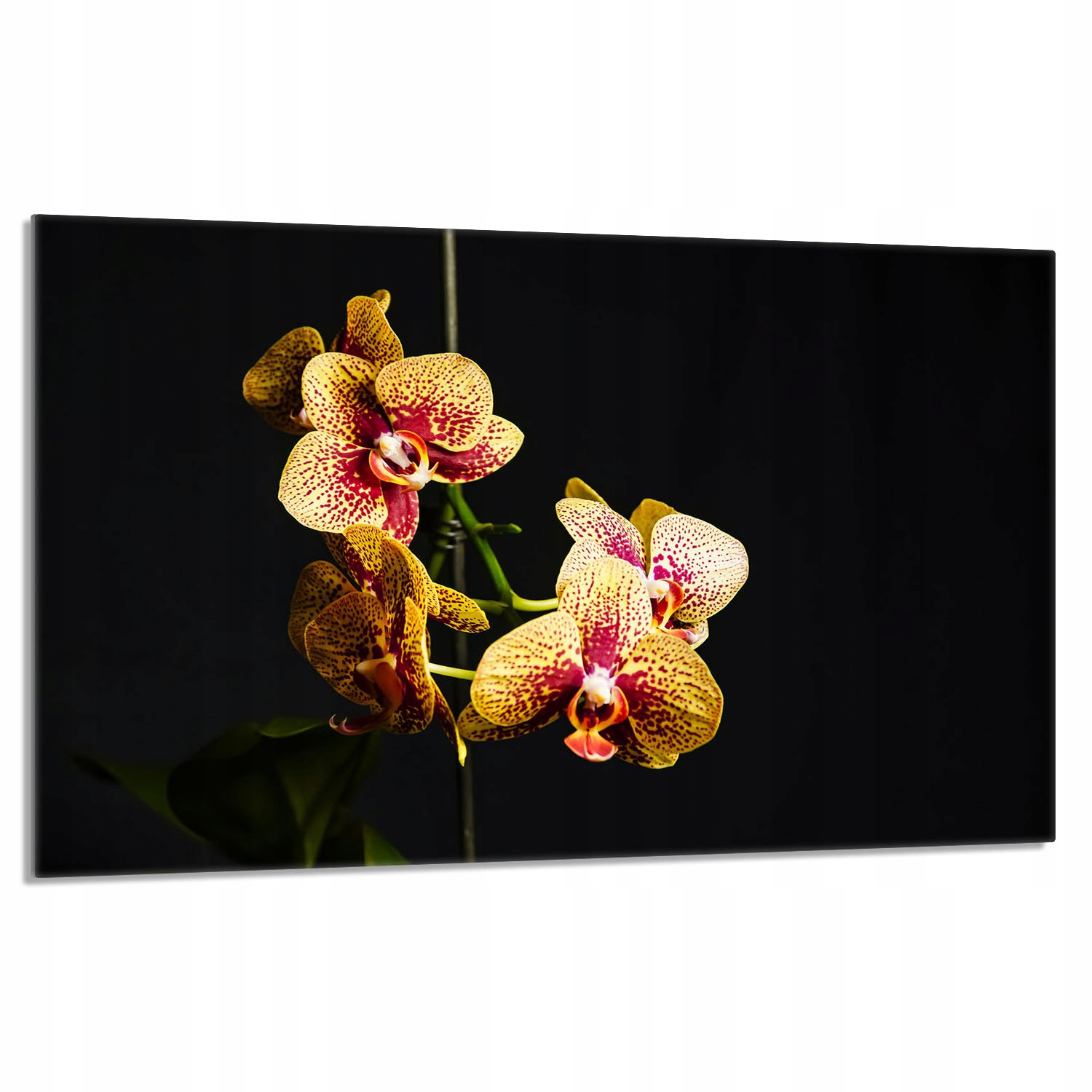 Skleněná ochranná deska na sporák 80x52 Orchidej Do Kuchyně