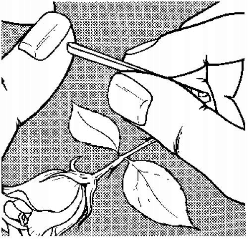 VICTORINOX PĘSETA A.3642.1 DUŻA ( 2 szt. ) CeDe Marka Victorinox