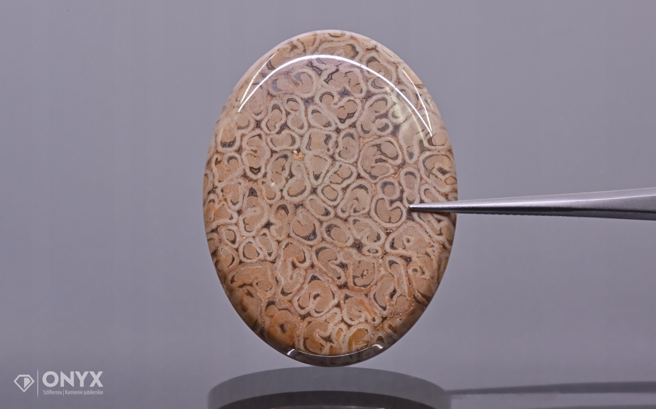 Zkamenělá palma konvexní mělká ovál 40x30 mm