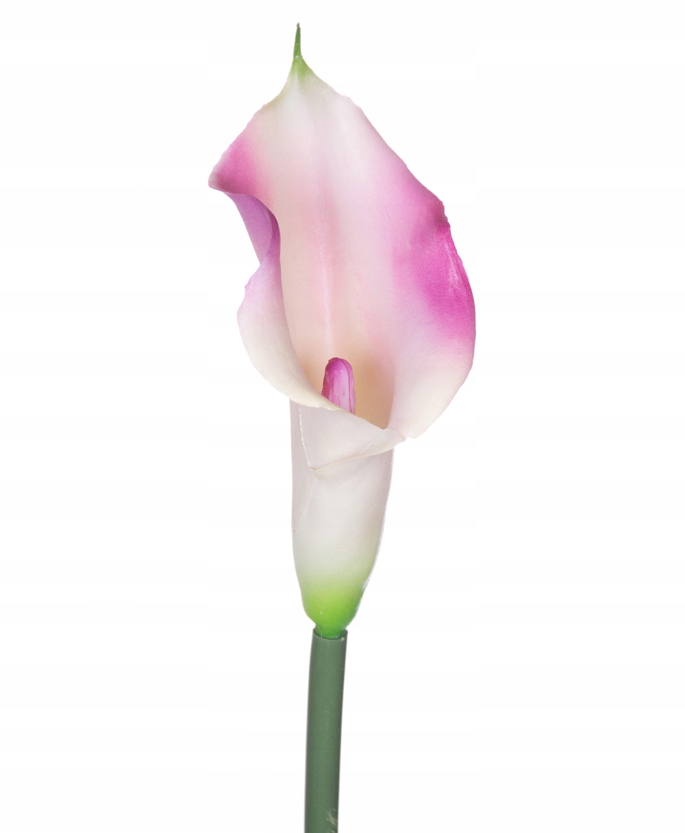 

Kalia gumowa 62cm gałązka kremoworóżowa silikon