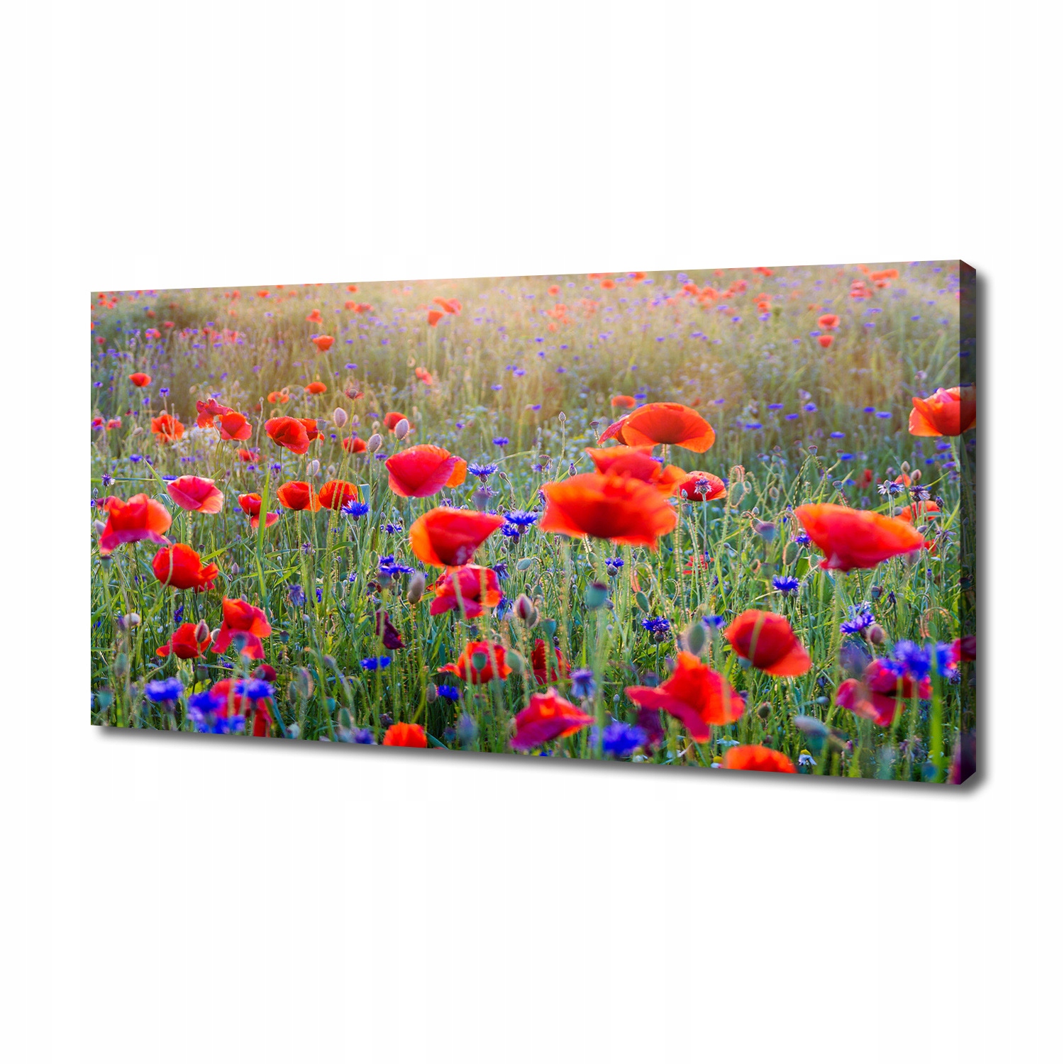 

Foto obraz duży na płótnie Polne kwiaty 140x70 cm