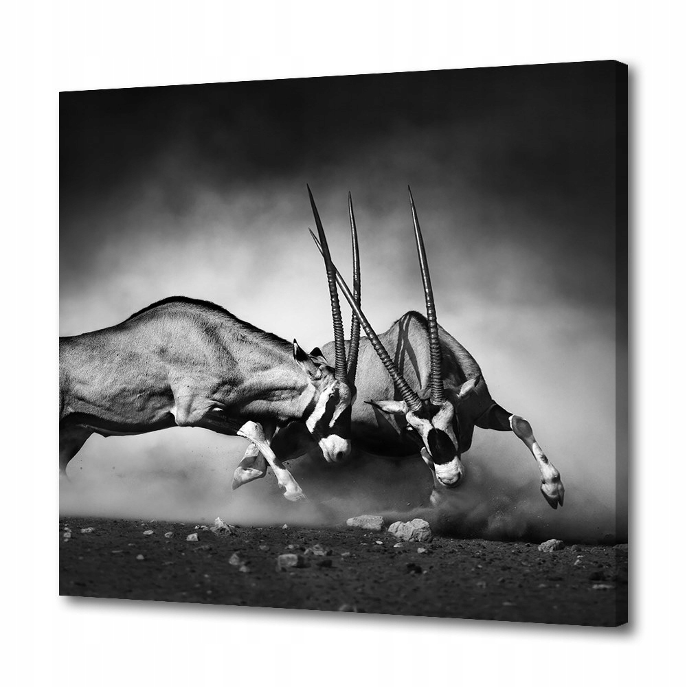 

Foto-obraz na płótnie Oryks południowy 40x40