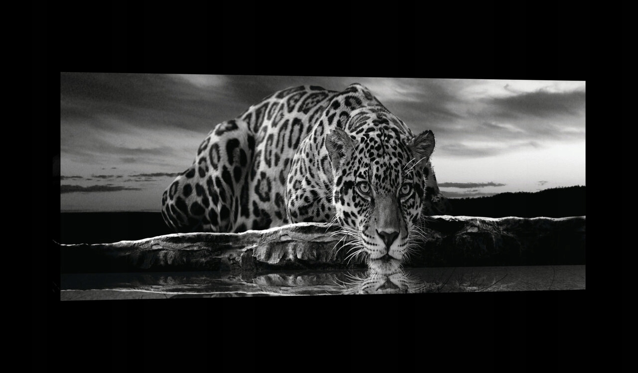 Obraz 145x45 Divoká zvířata jaguár leopard kočka velký černobílý safari