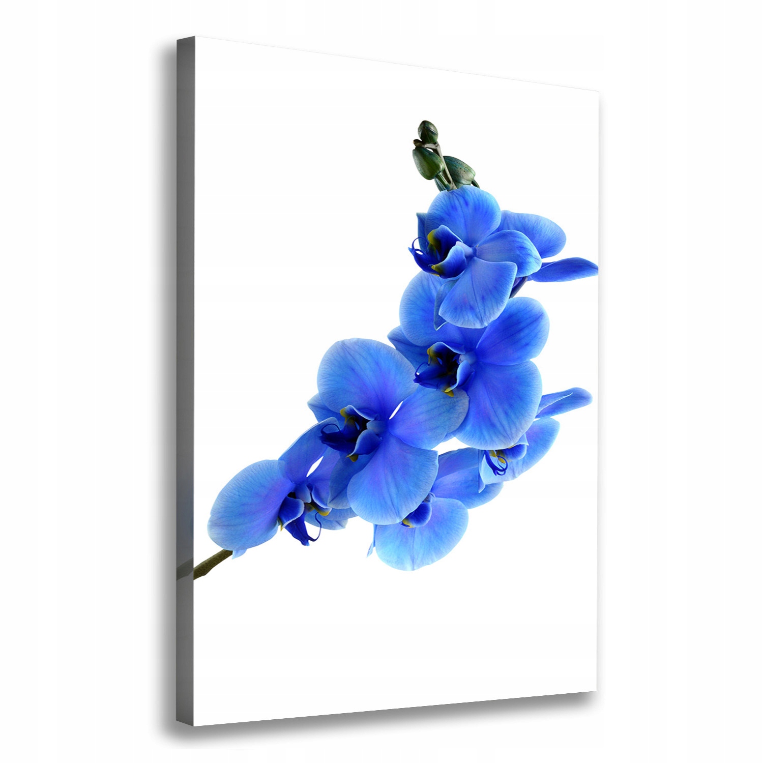 

Foto obraz na płótnie Niebieska orchidea 70x100 cm