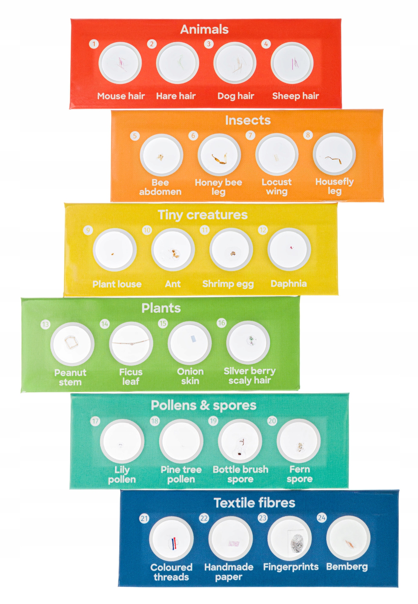Preparaty mikroskopowe, do mikroskopu / Discovery Flora i Fauna 24 Kod producenta 78226
