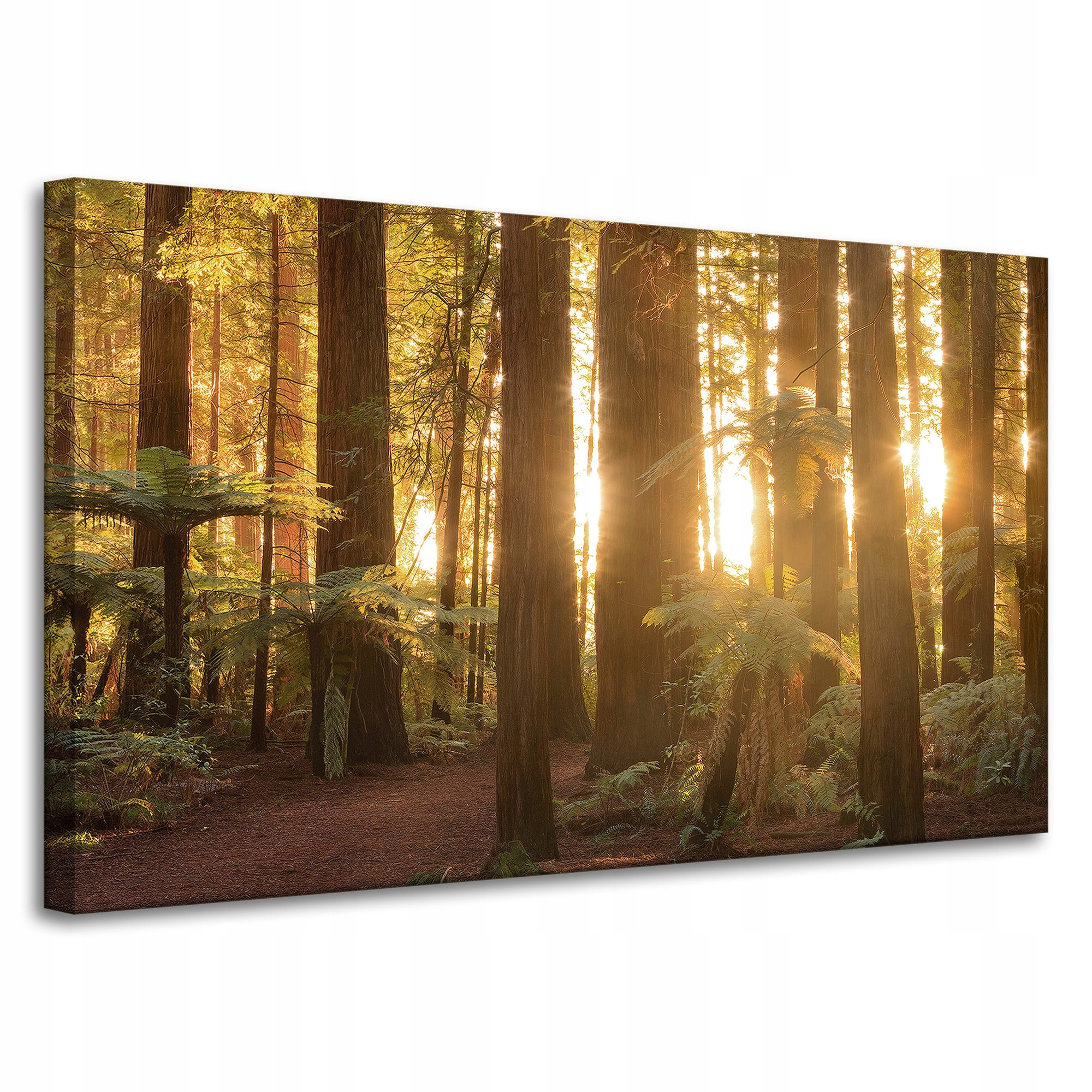 Obraz na plátně Sluneční paprsky Les Stromy 100x60 cm Ideální jako dárek