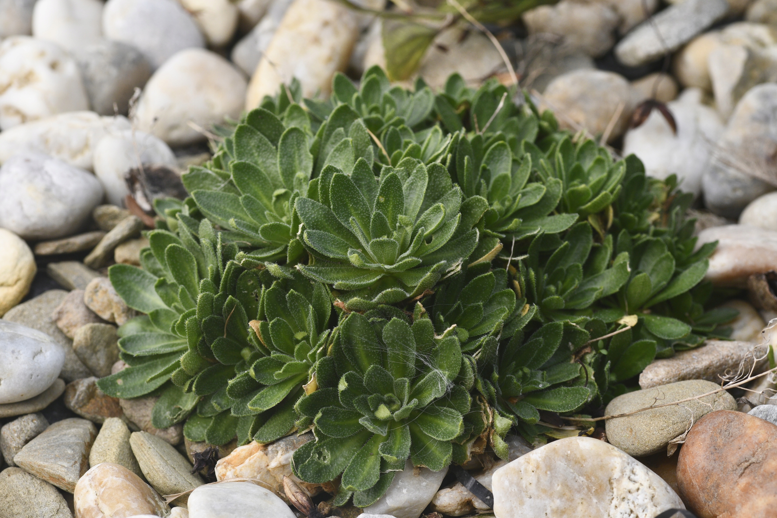 Głodek - Draba ramosissima