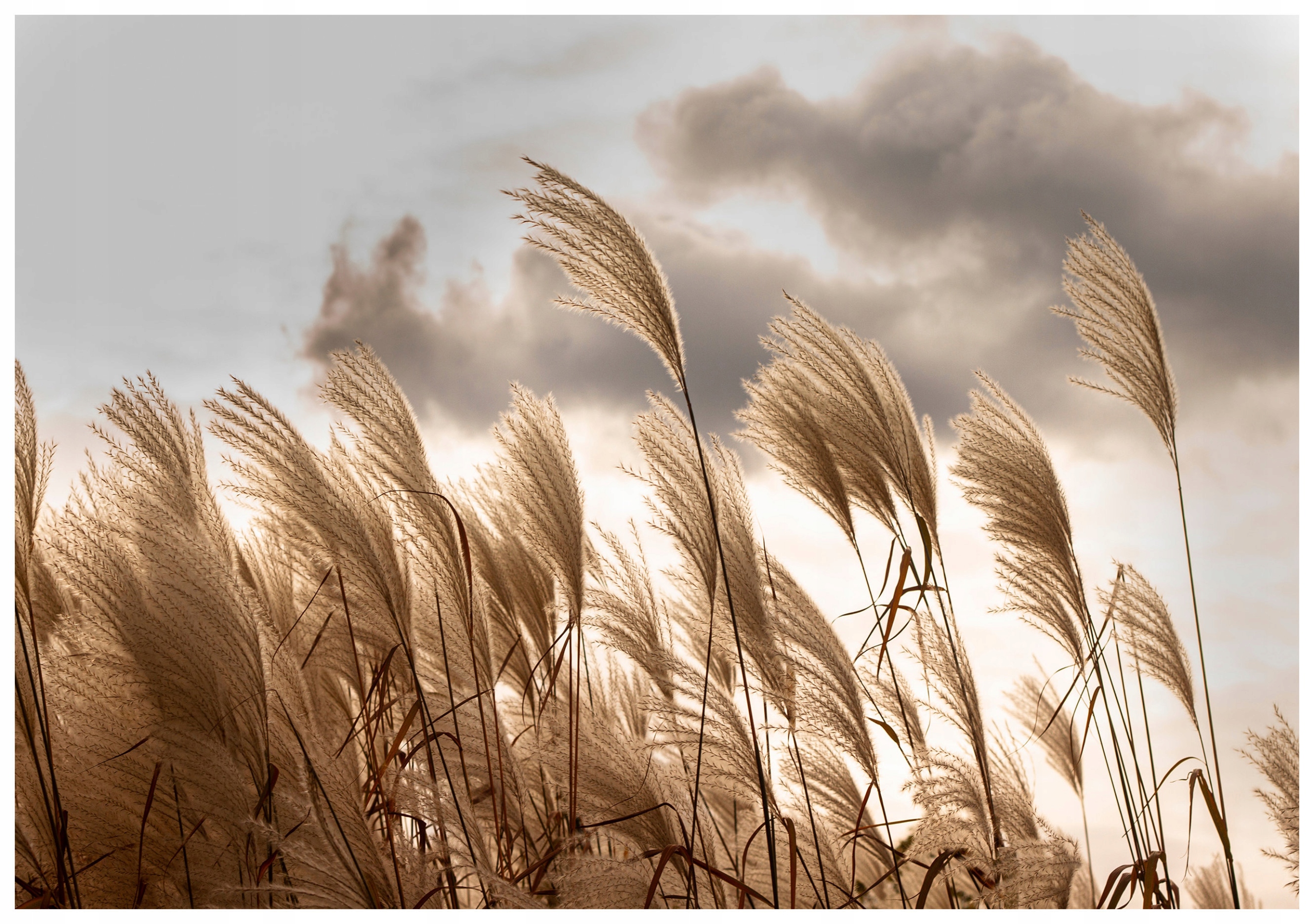 Fototapeta Trávy a oblaky Pastelové nebo 312x219 Výnimočná ponuka lepidlo