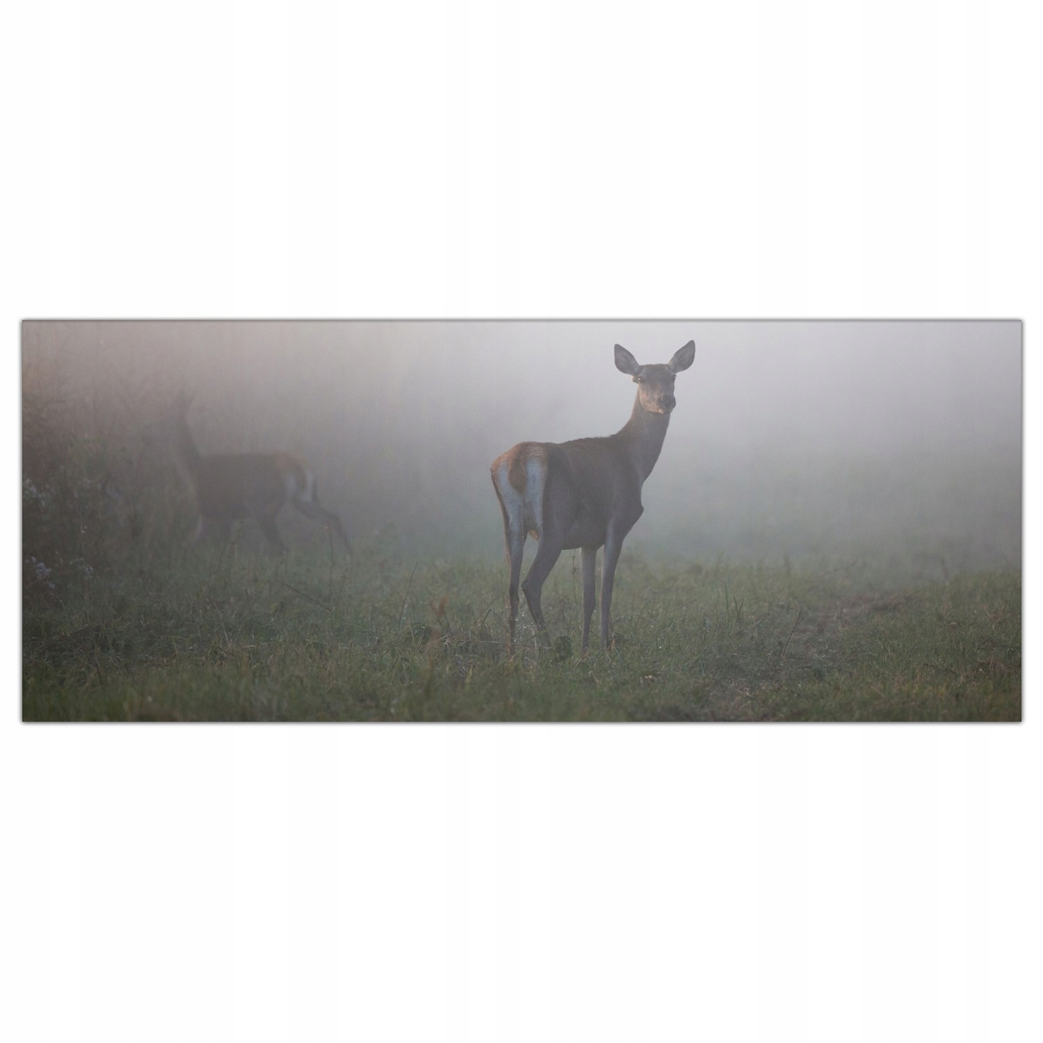 

Obraz na szkle Foto Jeleń Las Mgła Zwierzę 125x50
