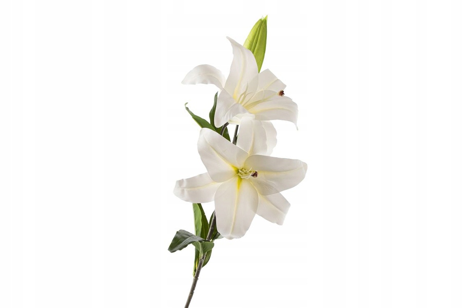 lilia 85cm GL03450 — 2
