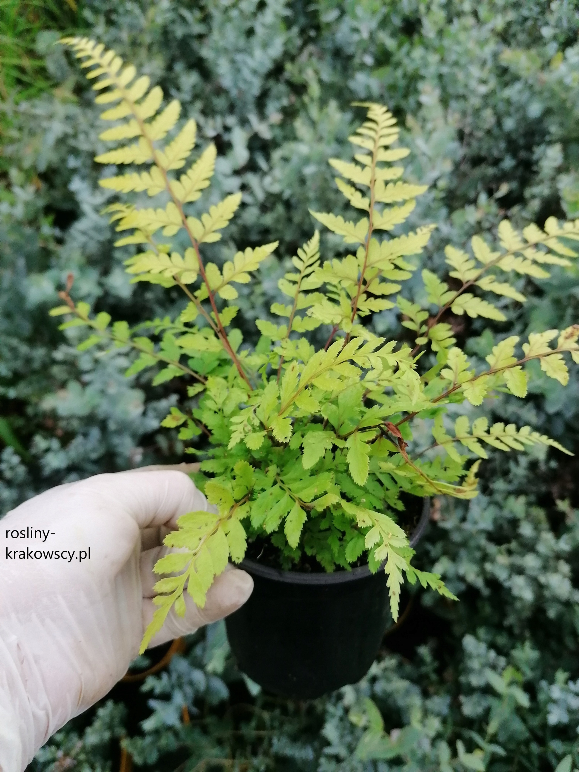 Wietlica uszkowata Okanum Athyrium otophorum paprotka Roślina w postaci sadzonka w pojemniku 0,5-1l