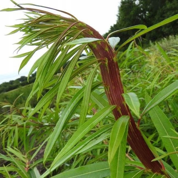 WIERZBA SACHALIŃSKA Smocza - sadzonki w doniczkach Nazwa łacińska salix