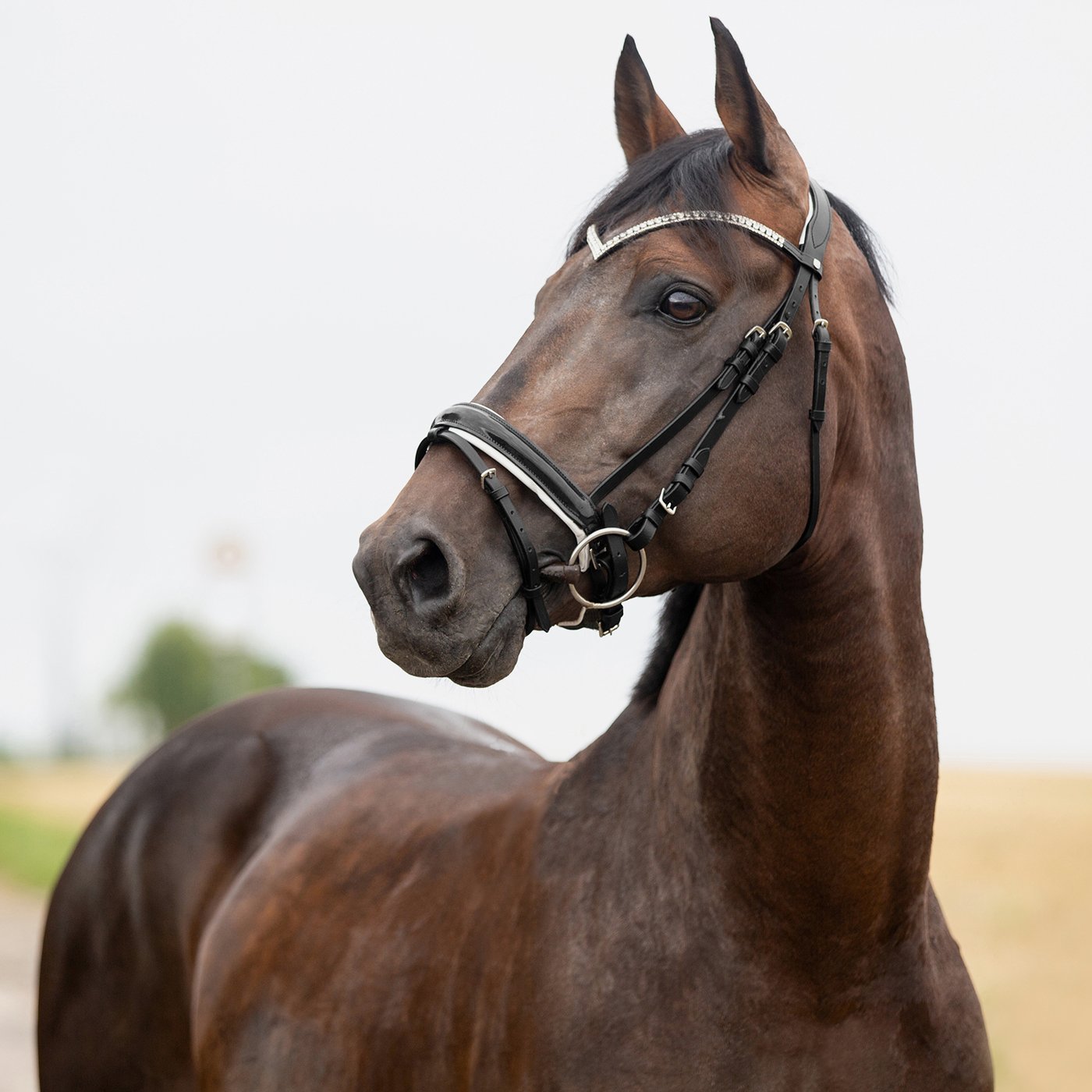 Ogłowie anatomiczne Grayson Horze Cob