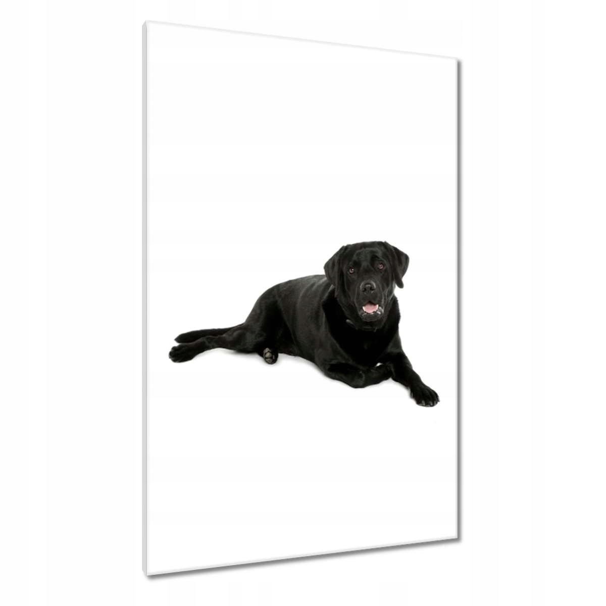 Obrazy 80x120 Černý labrador Pejsek