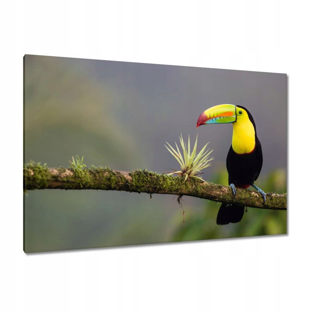 Obrazy 120x80 Ptáci