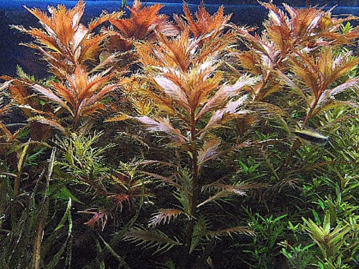 PROSERPINACA PALUSTRIS-подводная разведение