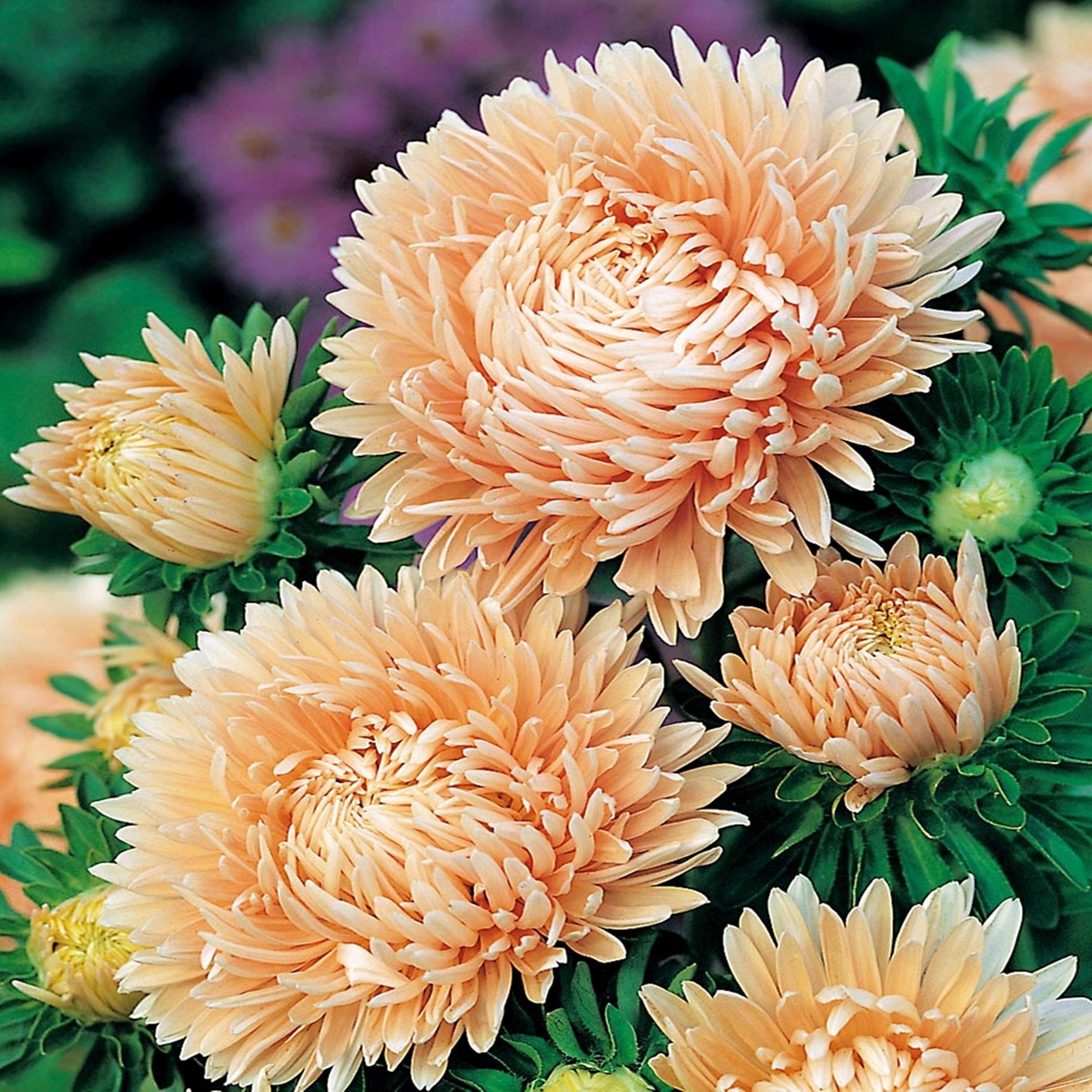 Циния scabiosaeflora