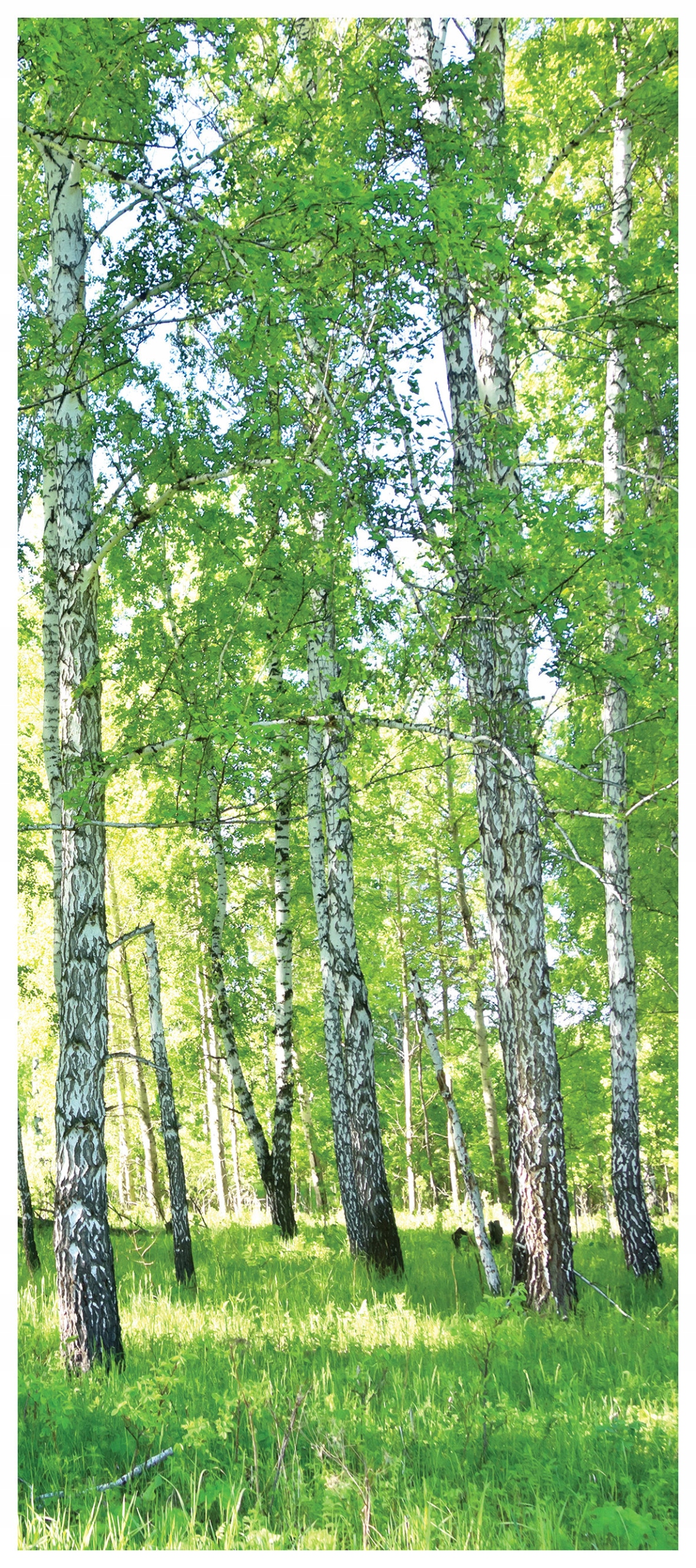 Samolepka Fototapeta Břízy v zeleni přírodní les do obývacího pokoje 91x211