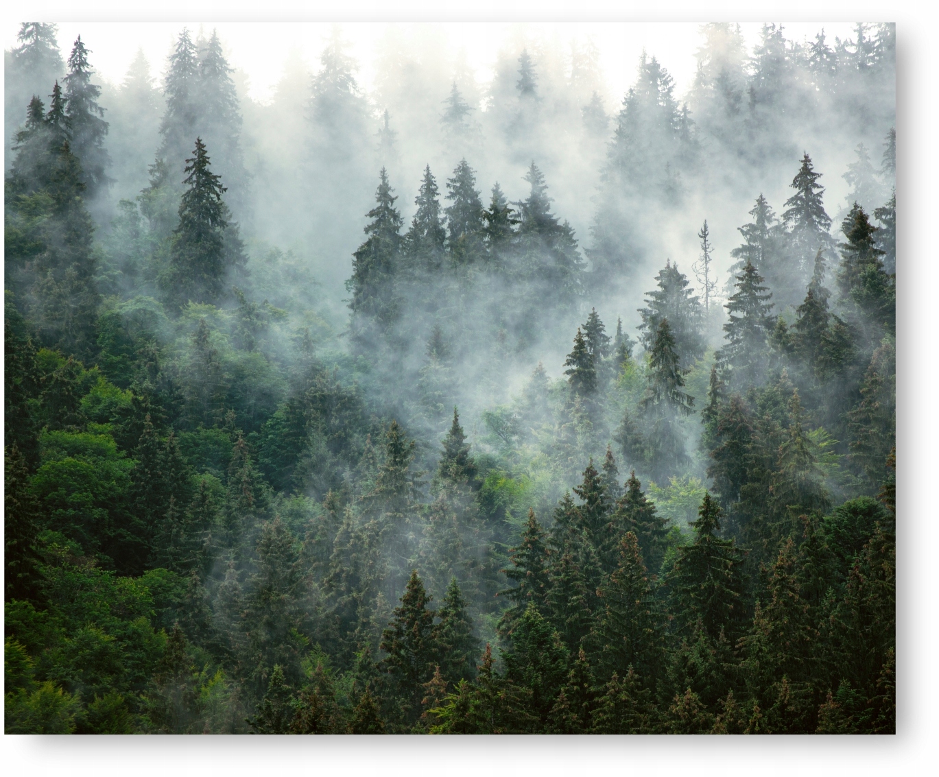 

Las Mgła plakat 40x50 cm #105