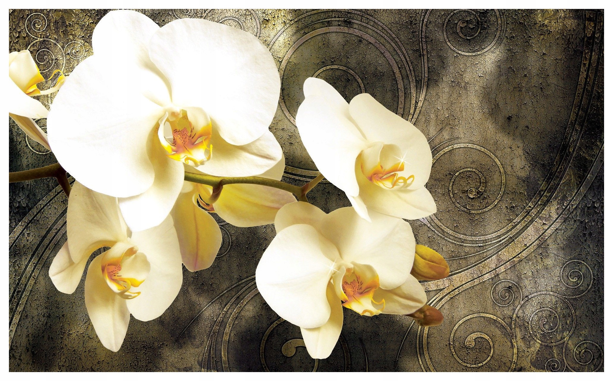 Fototapeta Biela orchidea Makro kvety jemné pozadie 312x219 lepidlo