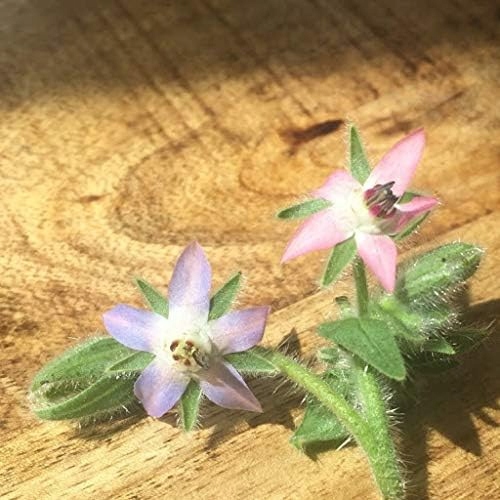 Fresh 100 PCS Borage Flower Seeds For Planting Purple White