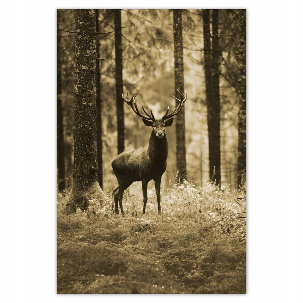 

Plakaty 40x60 Jeleń w lesie Sepia