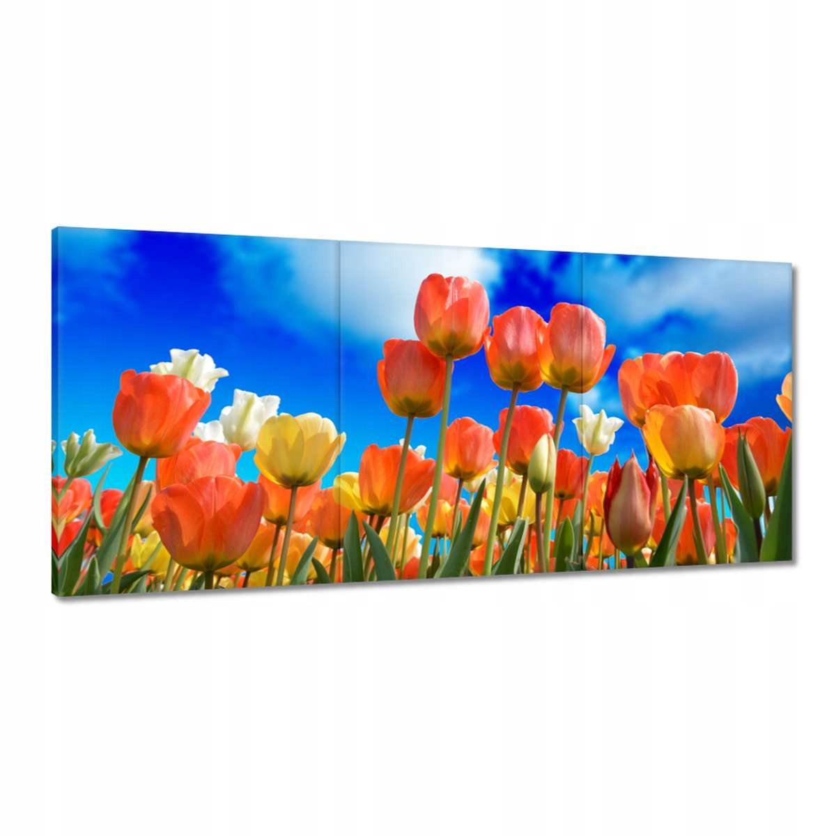 Obrazy 210x100 Farebné tulipány