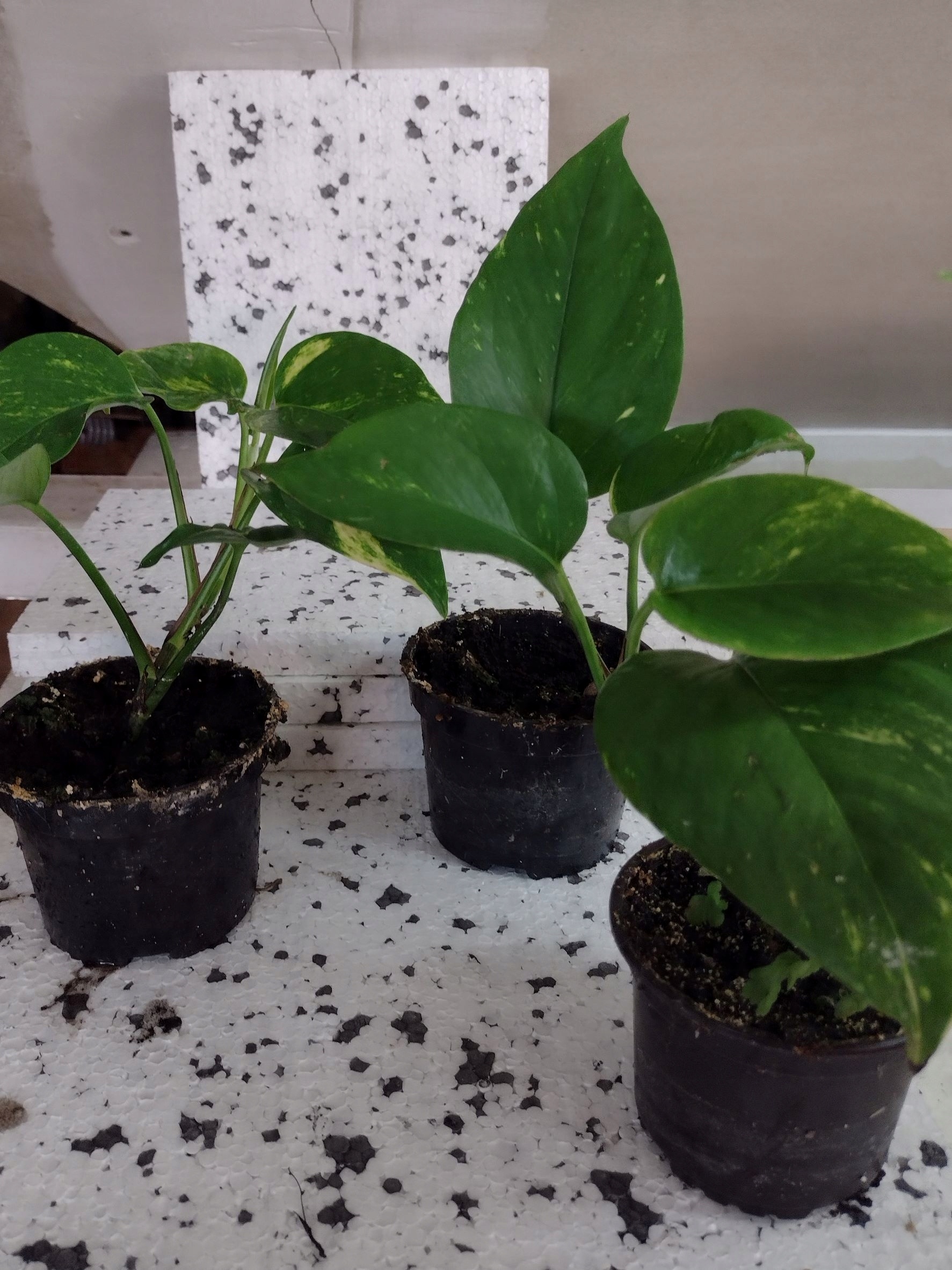 

Scindapsus Epipremnum pinnatum Sadzonka