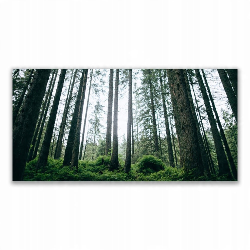 

Fotoobraz akryl ścienny 120x60 Las Natura Drzewa