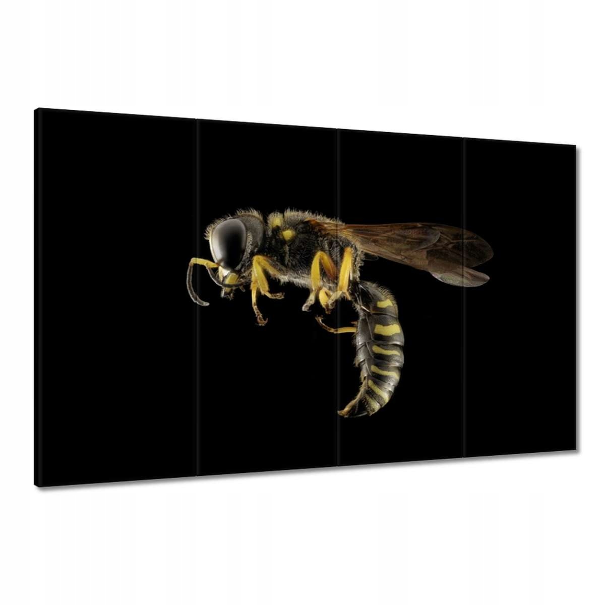 Obrazy 120x80 Osa