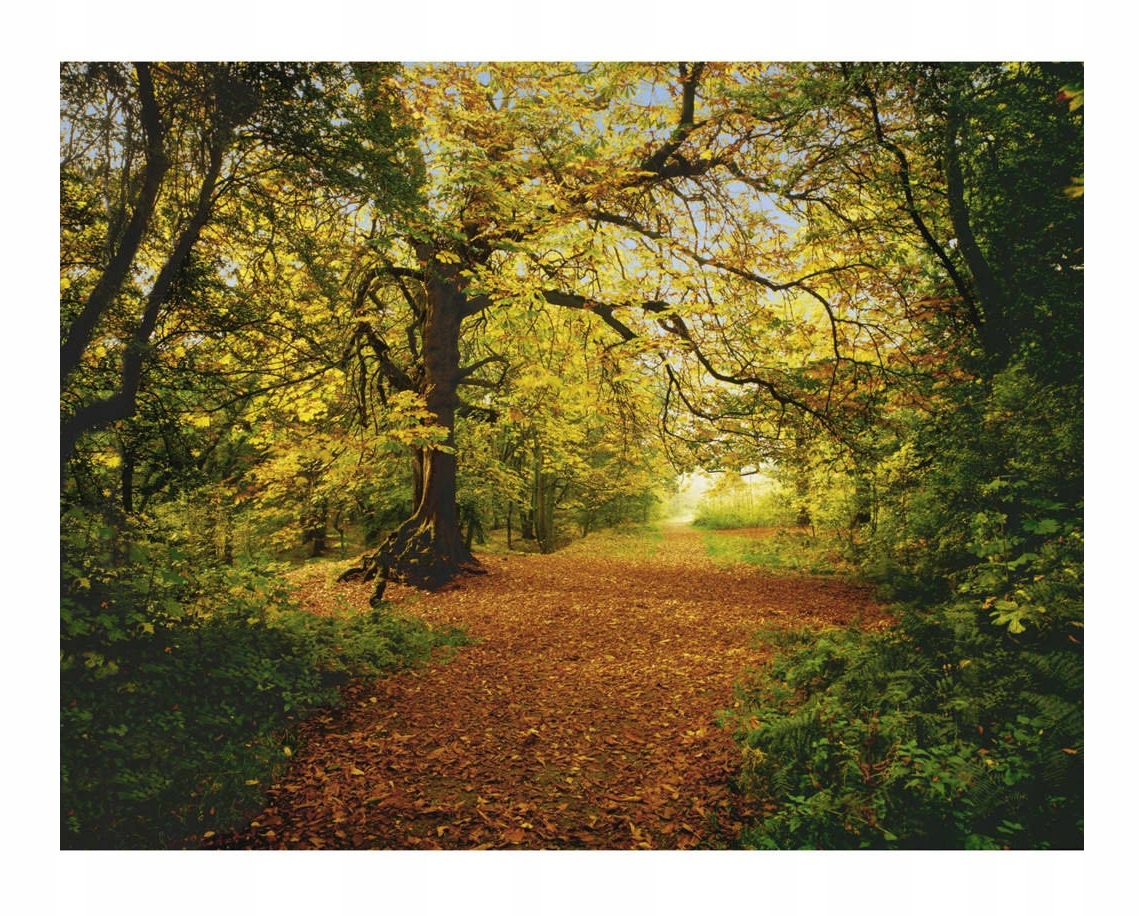 

Fototapeta Las Drzewa Natura 3D Do Salonu 254x184