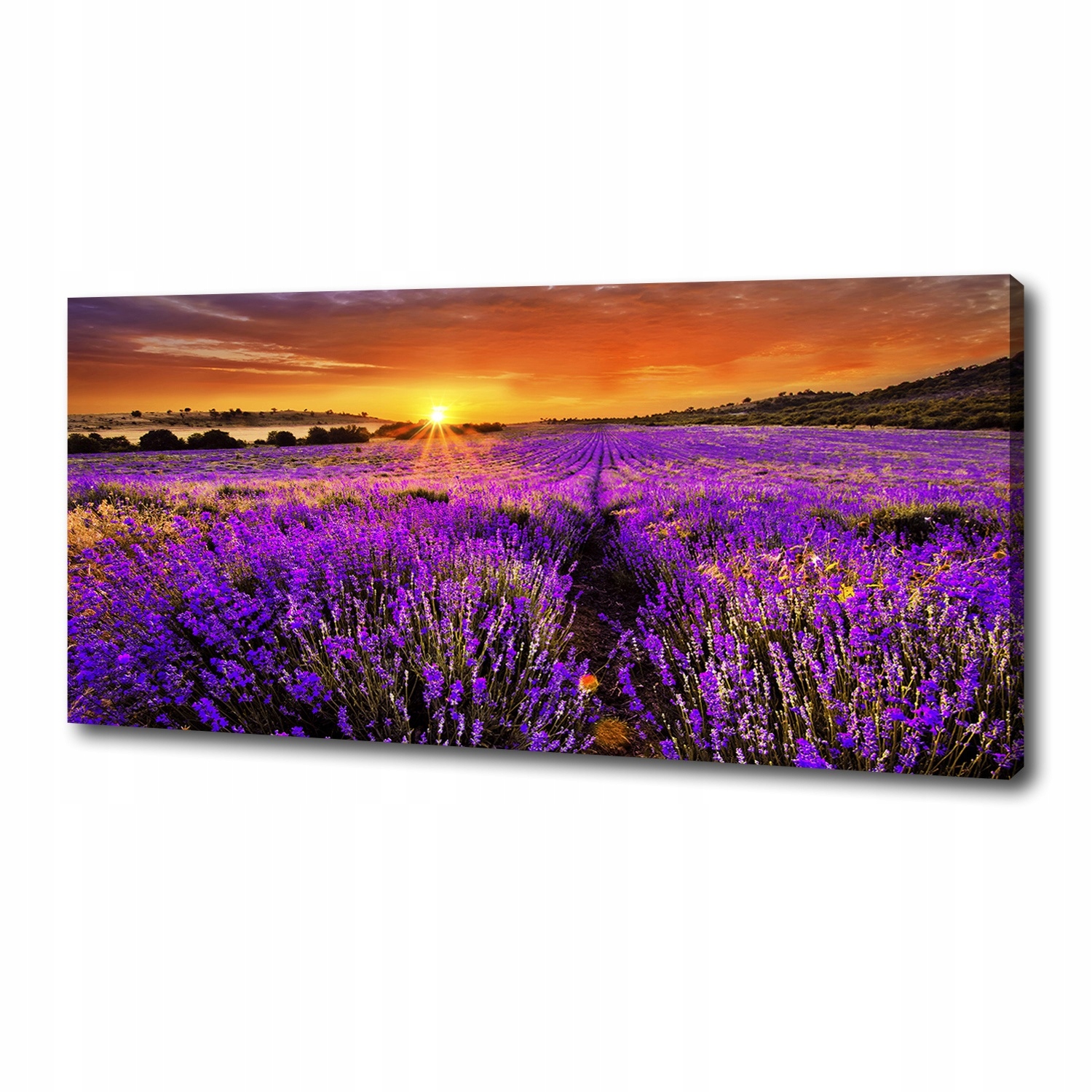 

Foto obraz duży na płótnie Pole lawendy 125x50 cm