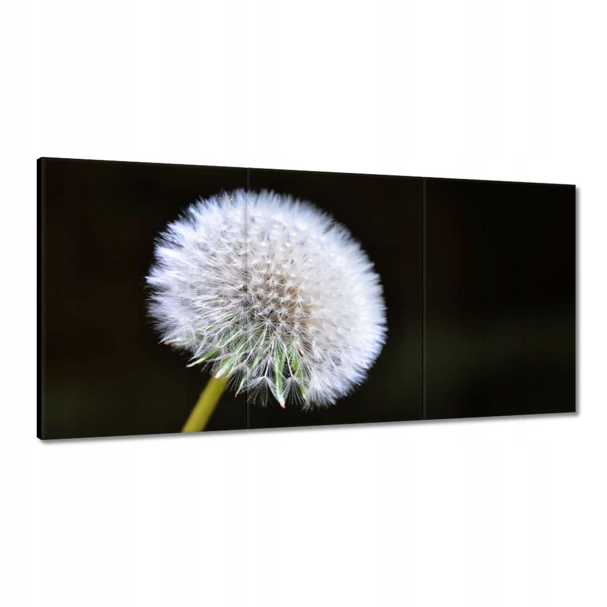 Obrazy 180x90 Púpava Kvet Kvety