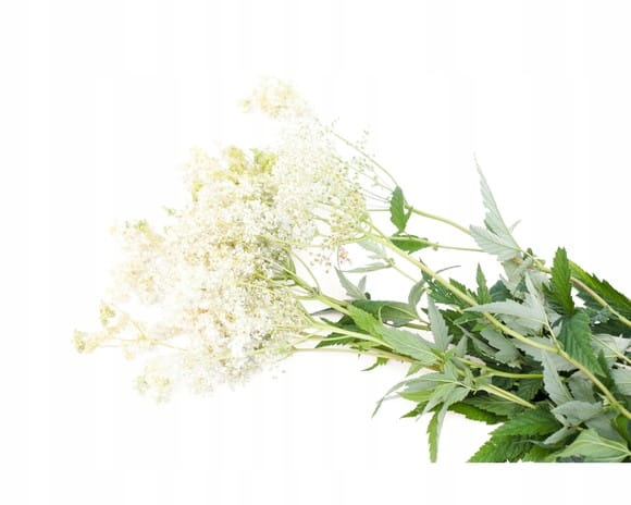 Wiązówka błotna Equiherbs suszona EKO-torba 2500g