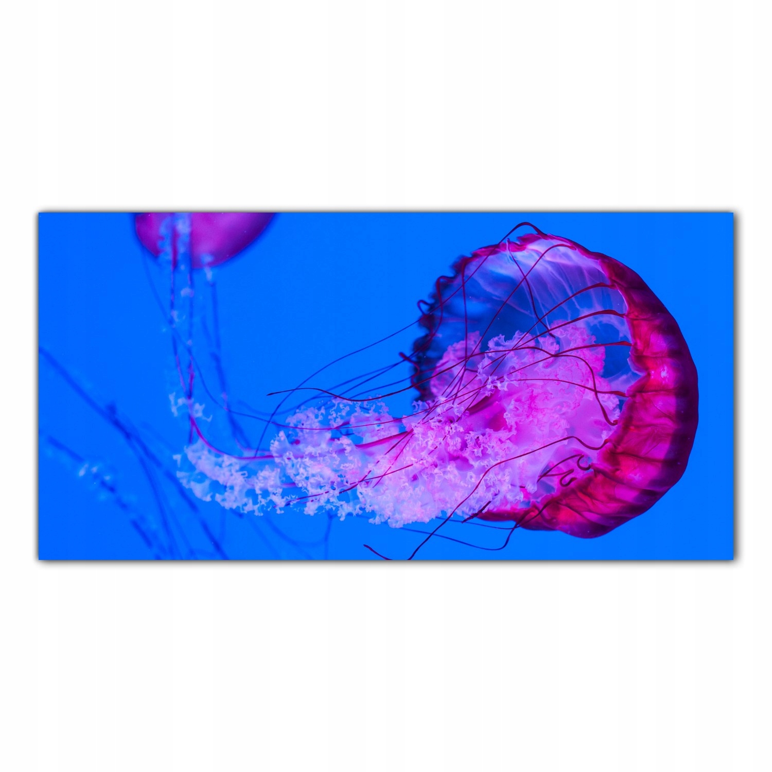 Medúza Moře Zvíře 100x50 Panel tvrzené sklo