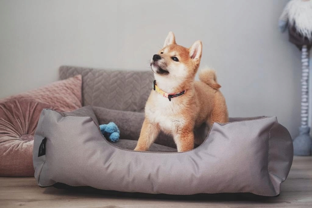 BEDDOG Legowisko Zara Dla Małych Psów Zdejmowany Prany Pokrowiec S BEŻ — miniatura 6