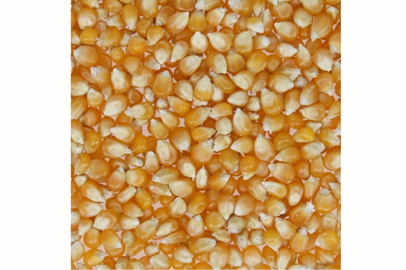 Popcorn Ziarno Kukurydza do prażenia 15kg Argentyna