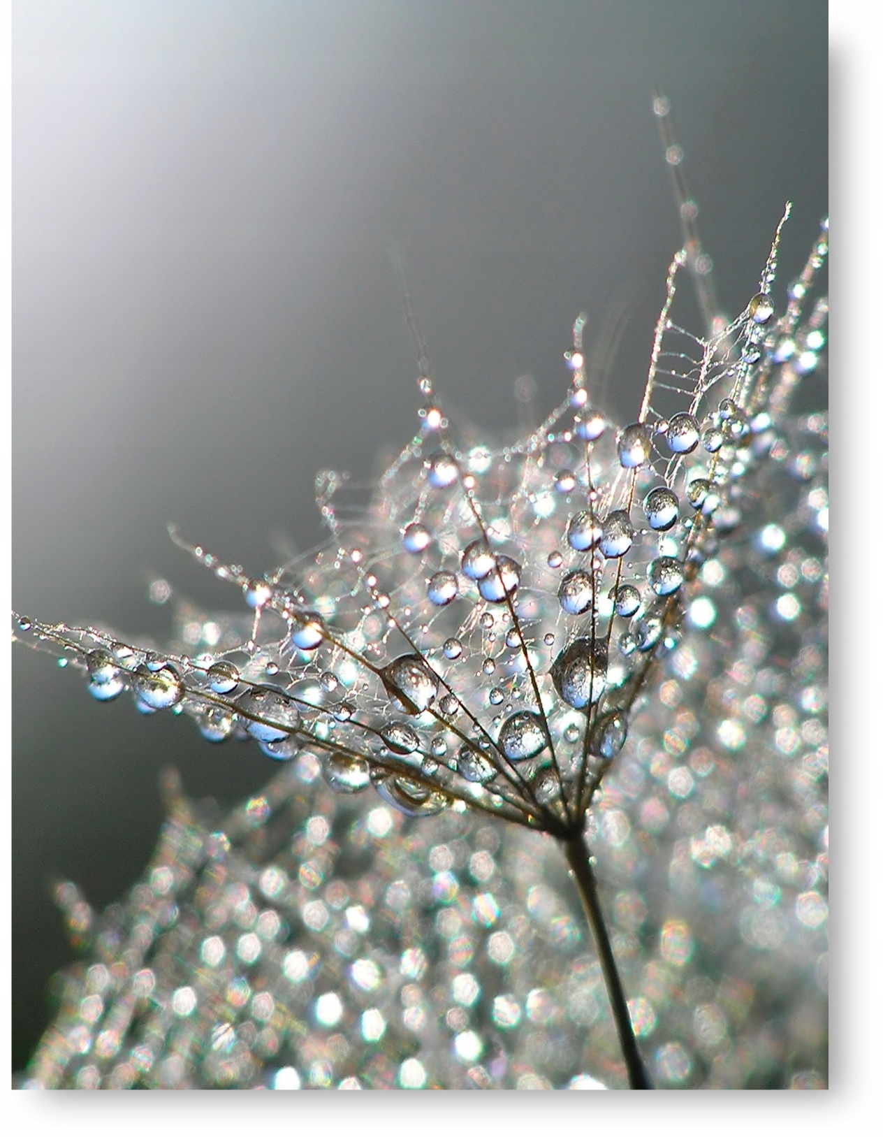 

Dmuchawiec plakat B1 100x70cm #103