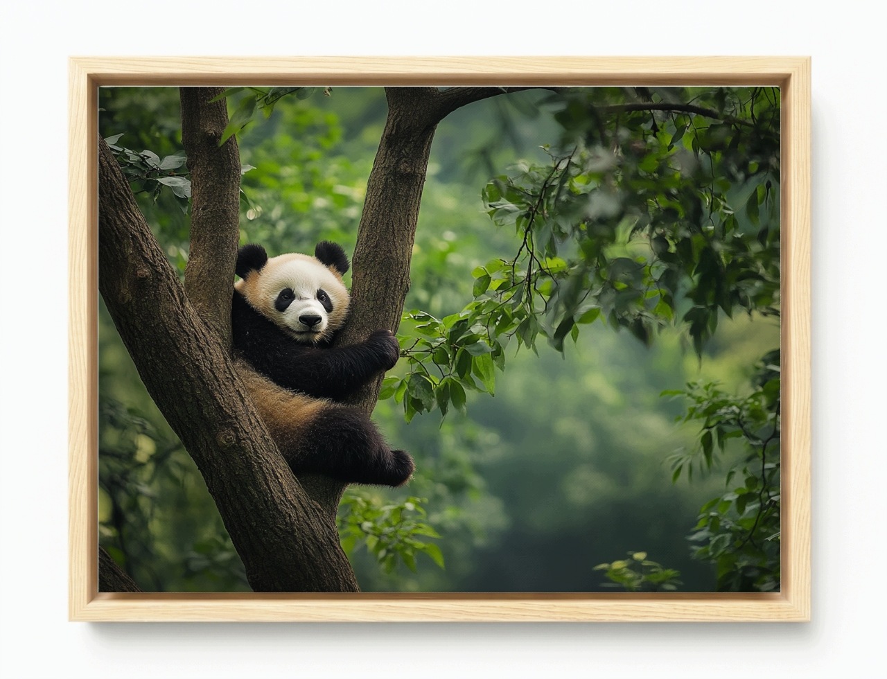 Obraz Rám Americký Box Zvíře Příroda Medvídek Panda Dřevo 100x75