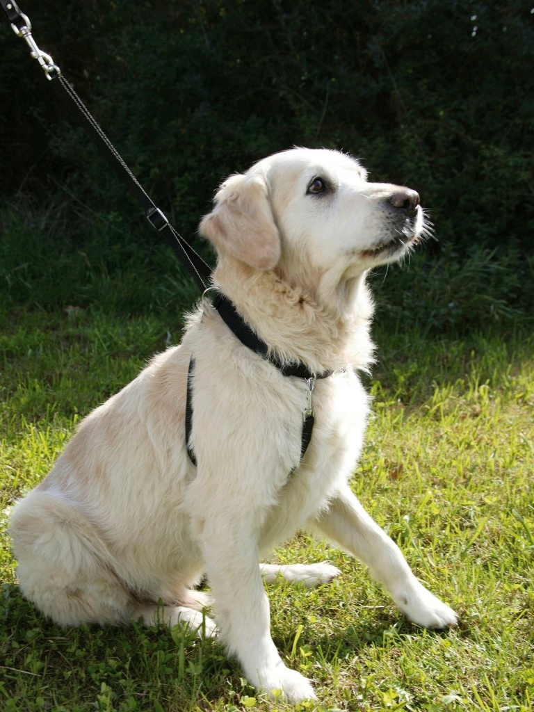 

Kerbl Uprząż Maxi Leader, 30 - 45 cm [83721]