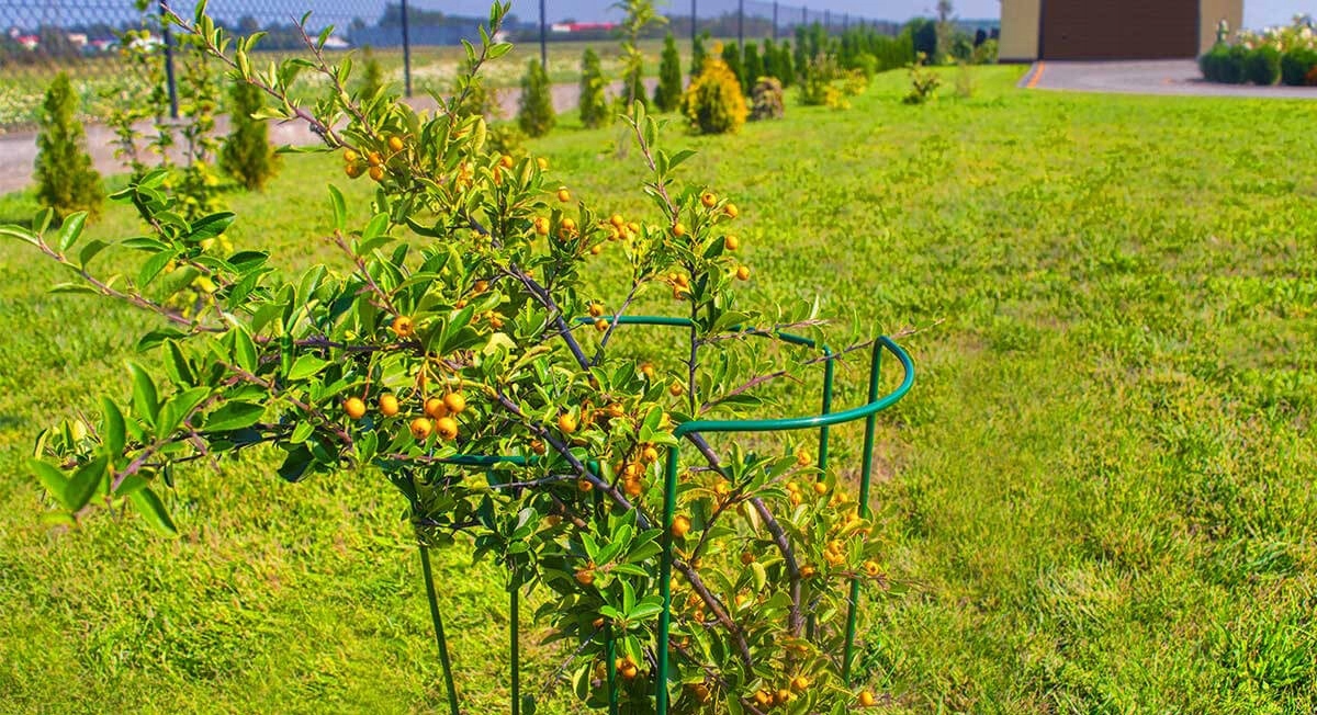 PERGOLA PODPORA OGRODOWA DO ROŚLIN KWIATÓW 115 CM Kod producenta TYRP340115