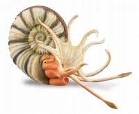 

Ammonite