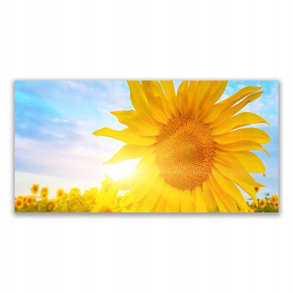 

Fotoobraz na ścianę 120x60 Słonecznik Kwiat Słońce
