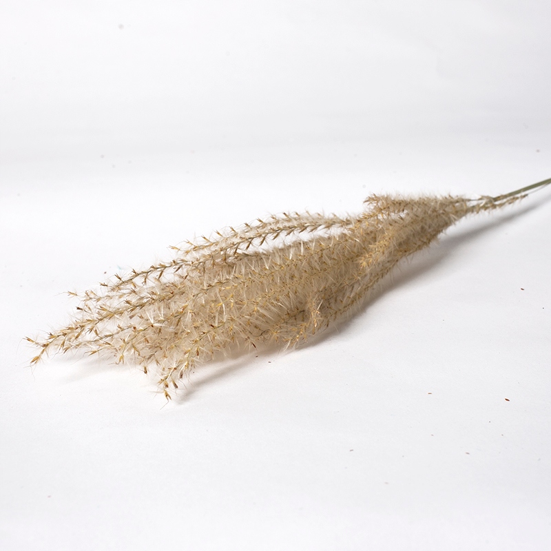 

Miskant/ eulalia naturalny kwiaty suszone suszki