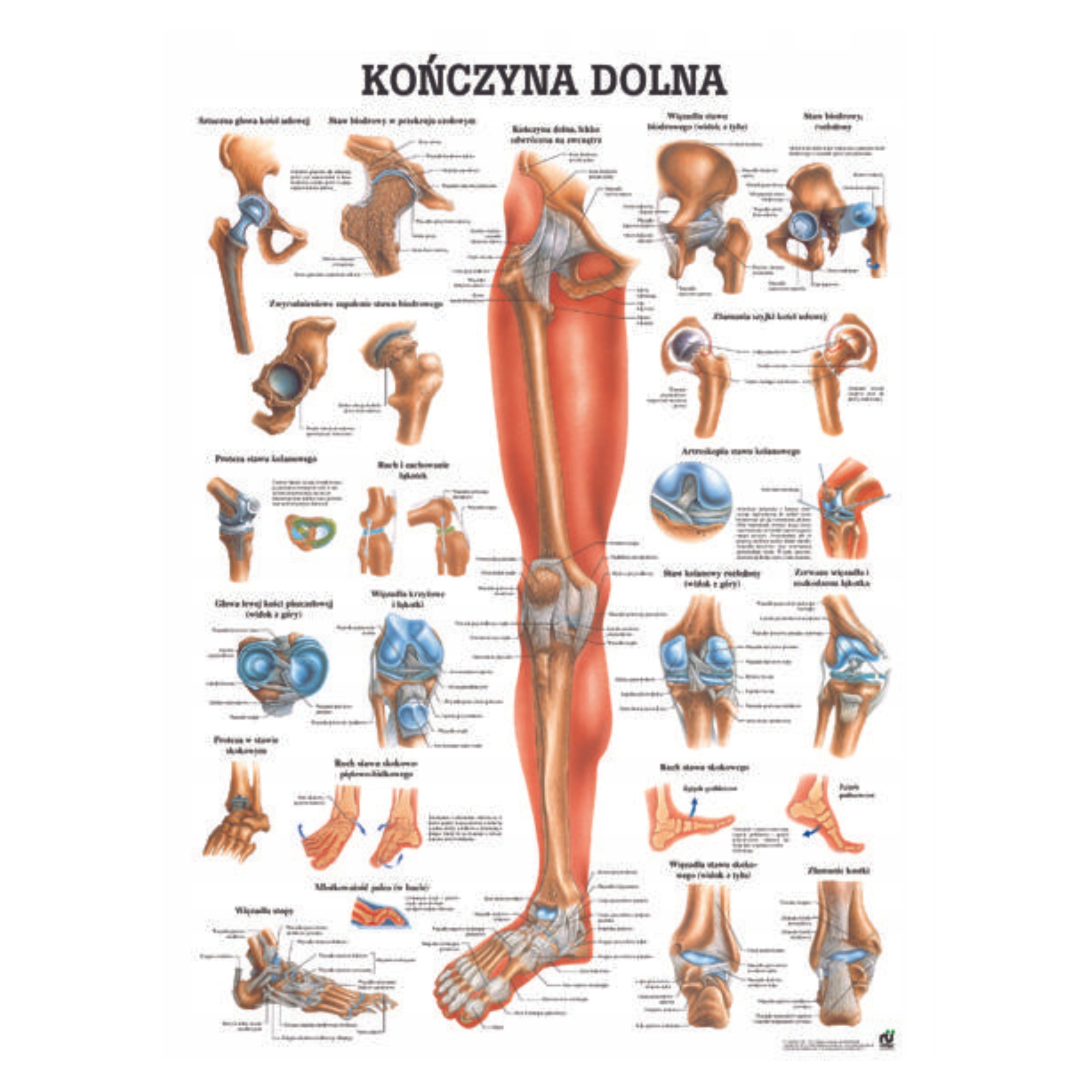 Anatomia Tablica Laminowana Kończyna Dolna Pl